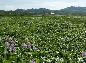 Water Hyacinth Crisis on Hartebeespoort Harties Dam