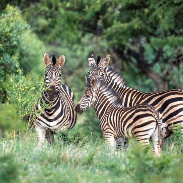 MB Animals 11