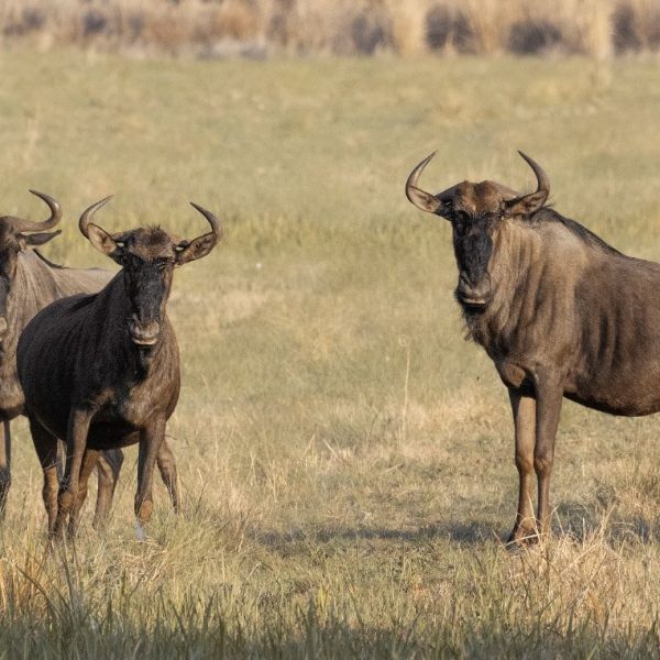 MB Animals 33