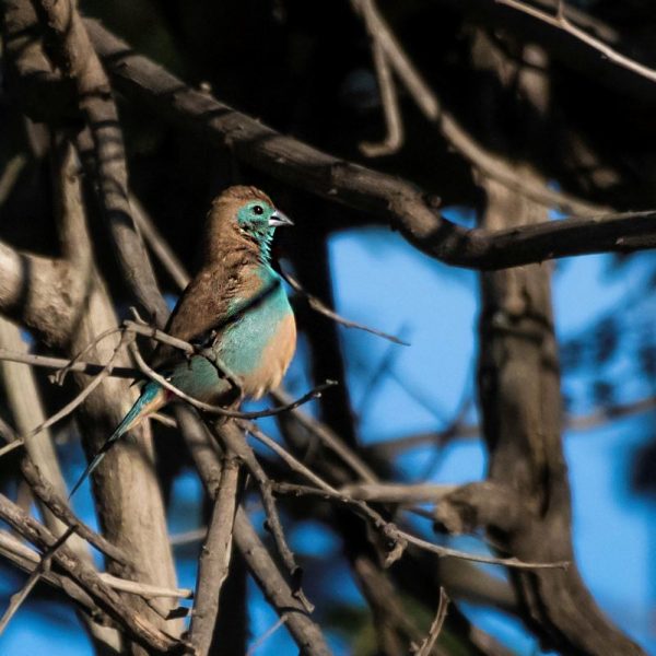 MB Birds 55