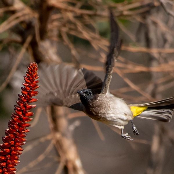 MB Birds 66