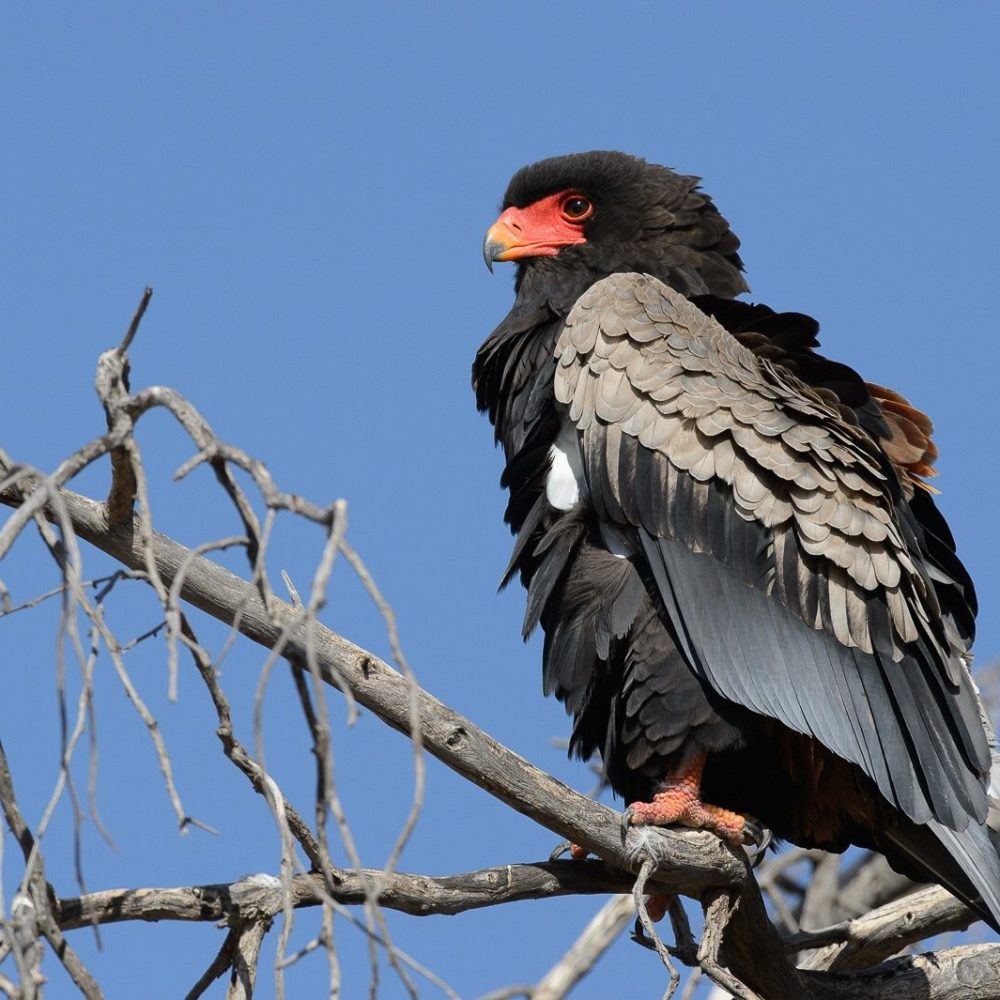 Magaliesberg Biosphere Wildlife2
